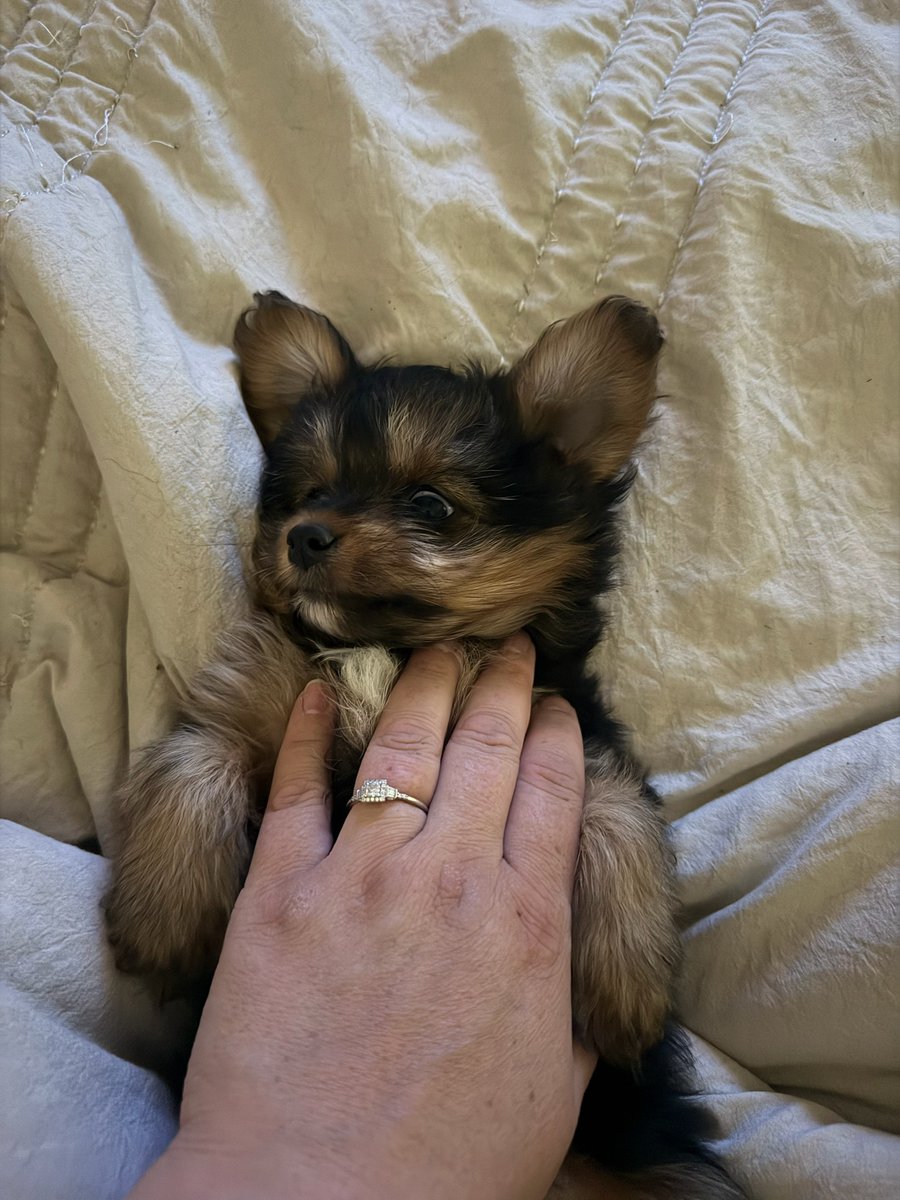 Vpups2cute's tweet photo. Yes, right there. Don't stop. I'll tell you when (never). #PuppyLove #DogsOfX #CutePuppy https://t.co/AO0oUFj72b