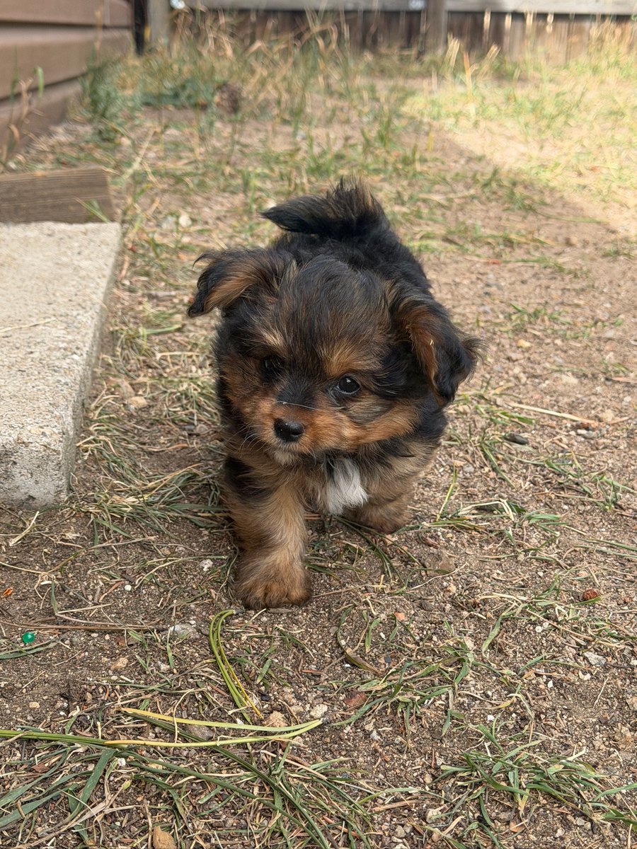Vpups2cute's tweet photo. Reporting for zoomies. Ready when you are. #PuppiesOfX #Yorkie #DogsOfX https://t.co/fsj7fcnWSS
