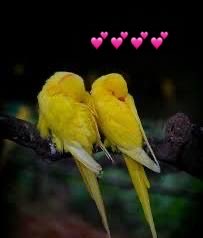 madiha915's tweet photo. #FriendsAreForever
💕🍃💕🍃💕
#NightVibes
Best wishes to
#MyXFamily
Sleep well
#SweetDreams https://t.co/EKFHskcKvH