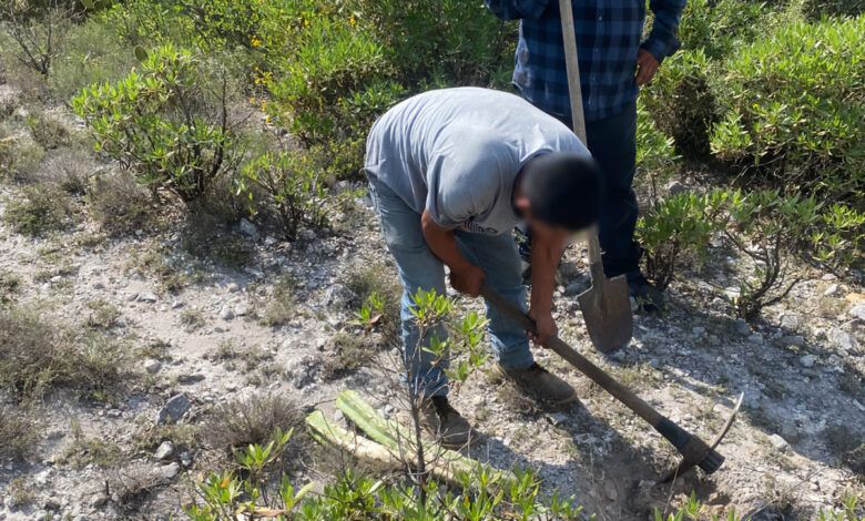 UltraHidalgo's tweet photo. 🌱 Dos personas involucradas en la extracción ilegal de 165 ejemplares de flora silvestre en El Cardonal fueron obligadas a replantarlos en su hábitat. Detalles en el enlace 👇 #Cardonal #MedioAmbiente
https://t.co/cdk6BaZK8G https://t.co/l6XgsbU4Kp