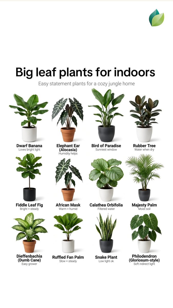 easygrowapp's tweet photo. Big leaf plants for indoors! 🌿 Fiddle Leaf Fig, Alocasia, Rubber Tree &amp; more.
Download Easy Grow app now!
#IndoorPlants #Houseplants #EasyGrowApp https://t.co/jTB0TD285n