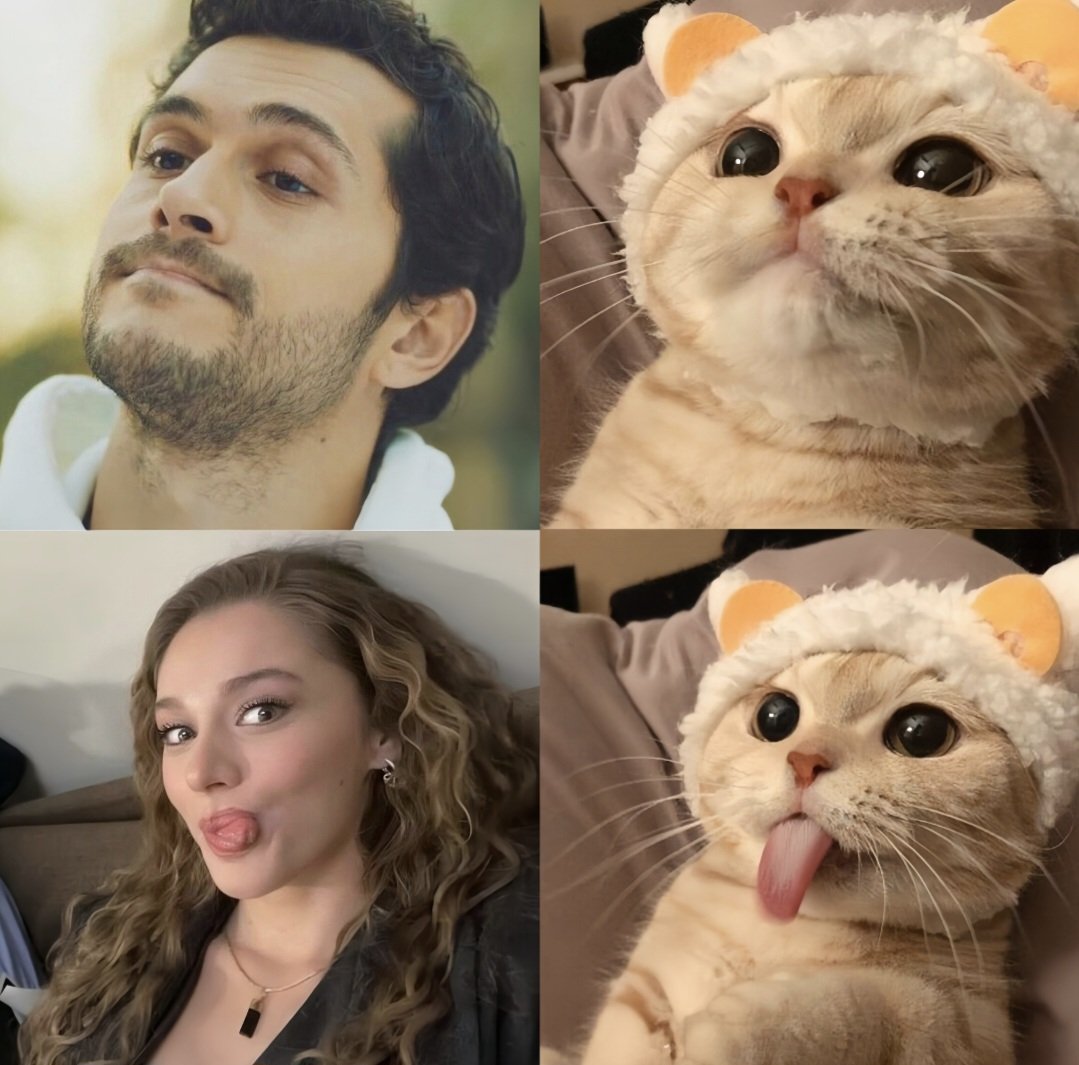 amoliy7c's tweet photo. Benim tatlı kedilerim. 😻 😻 https://t.co/FwOuLEjAnn