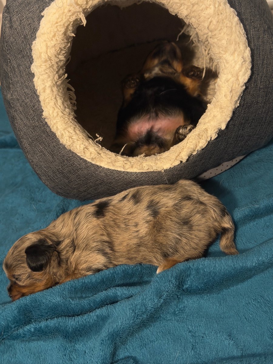 Vpups2cute's tweet photo. When your roommate claims the whole bed so you nap on the welcome mat. #PuppiesOfX #FunnyDogs #CutePuppy https://t.co/h29kRTzI1J