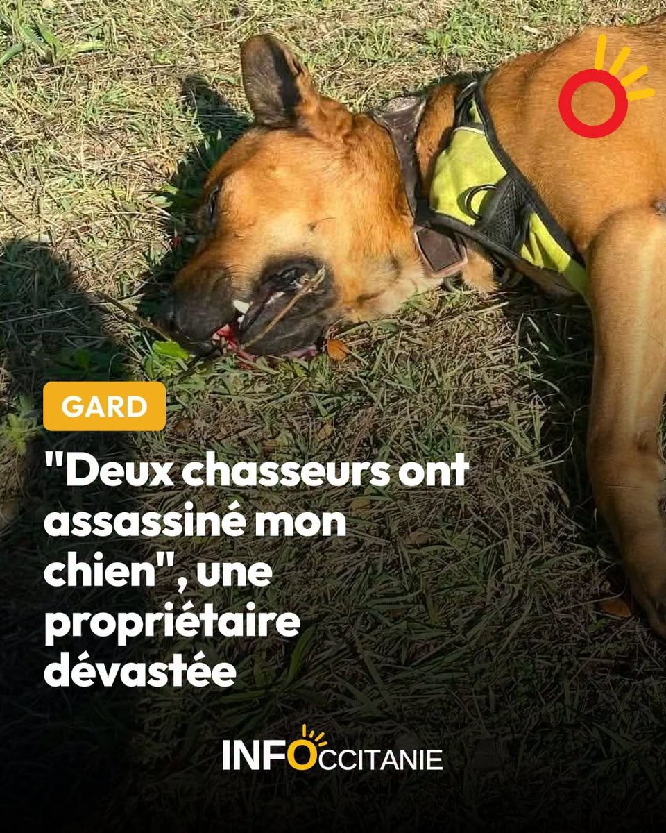 ChasseAbolition's tweet photo. Pourquoi les gouvernements laissent encore des chasseurs en liberté ??? @EmmanuelMacron ?

https://t.co/QSeFt1CsGV https://t.co/XYIMRhEvtc