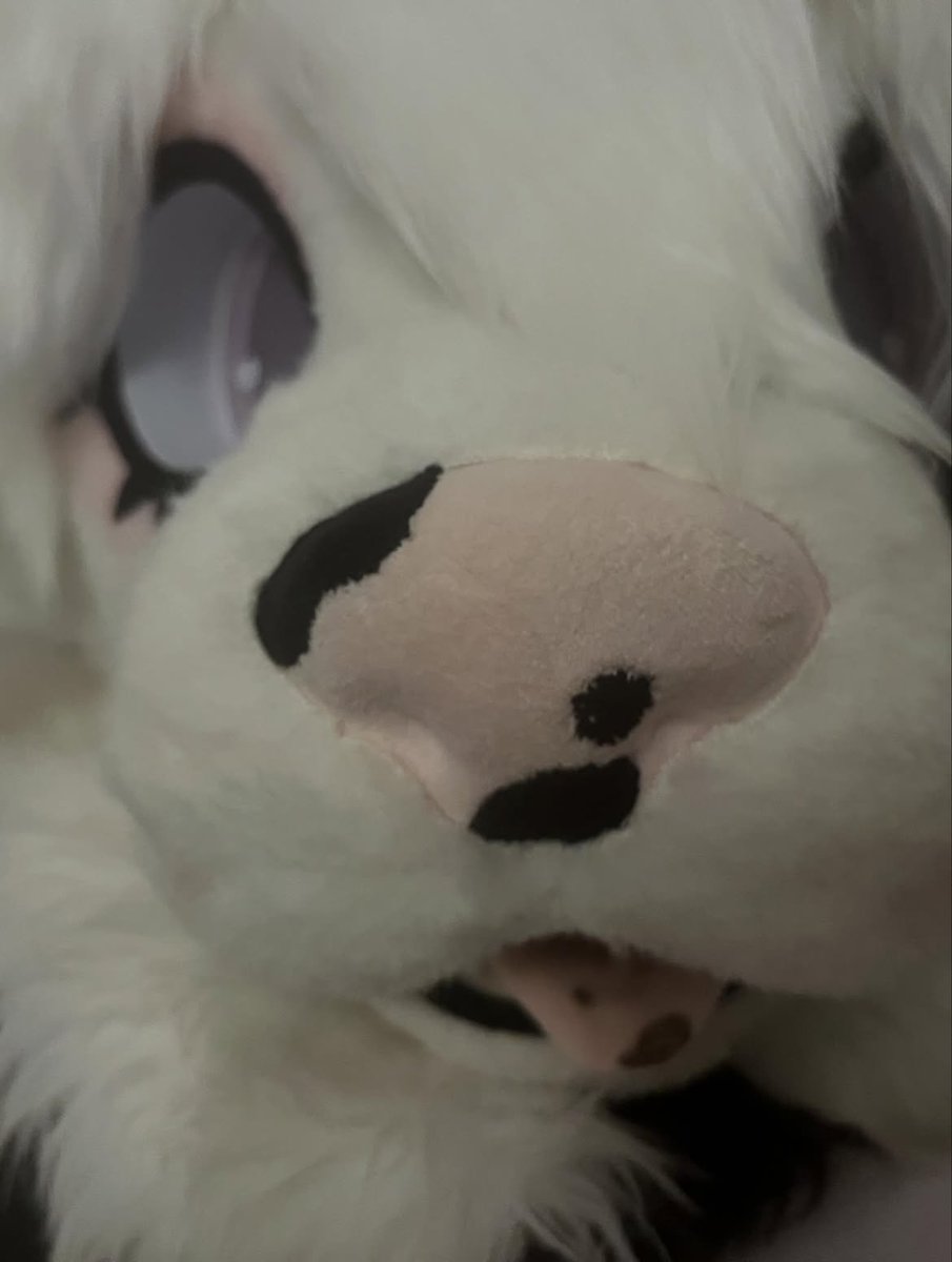 pawrielle's tweet photo. 🐶🌹 Shit posting because why not 🌹🐶 #furry #furryocs #puppygram #fypシ゚viralシfypシ゚ #furrymeme https://t.co/4lEUfnOnb1