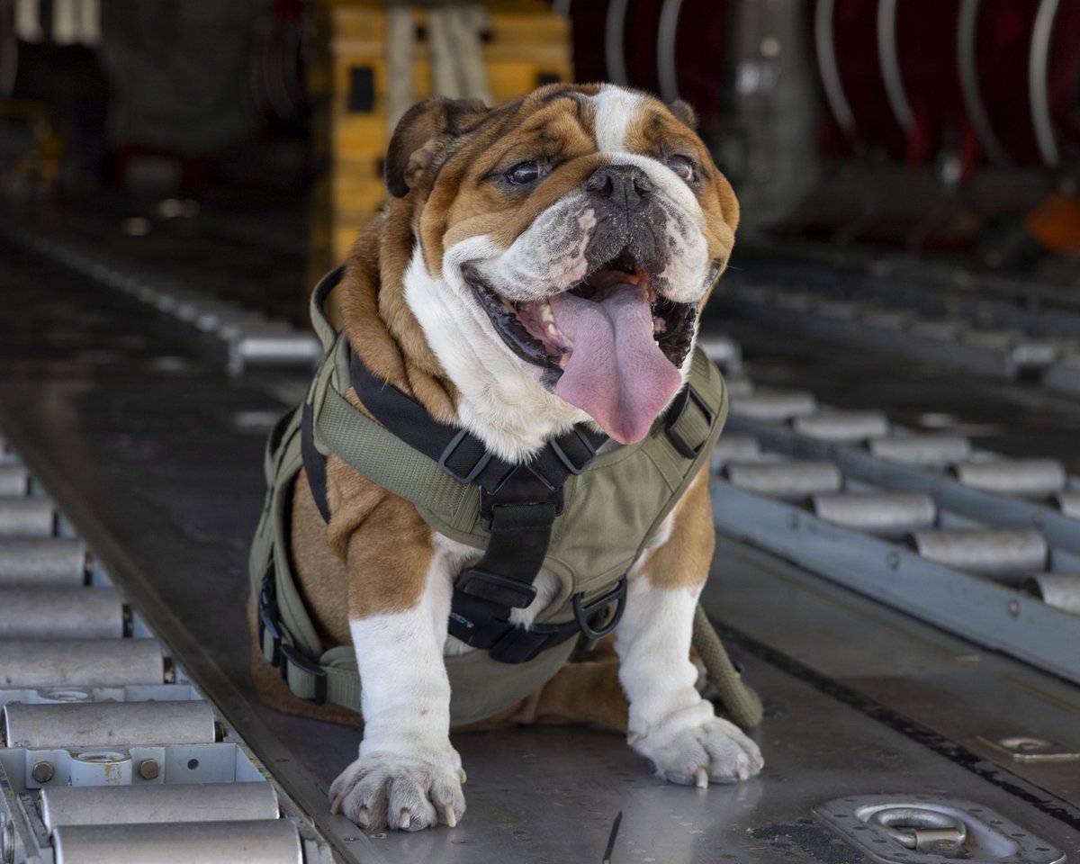 USMC's tweet photo. Mascot Monday https://t.co/WO8fSfs98F