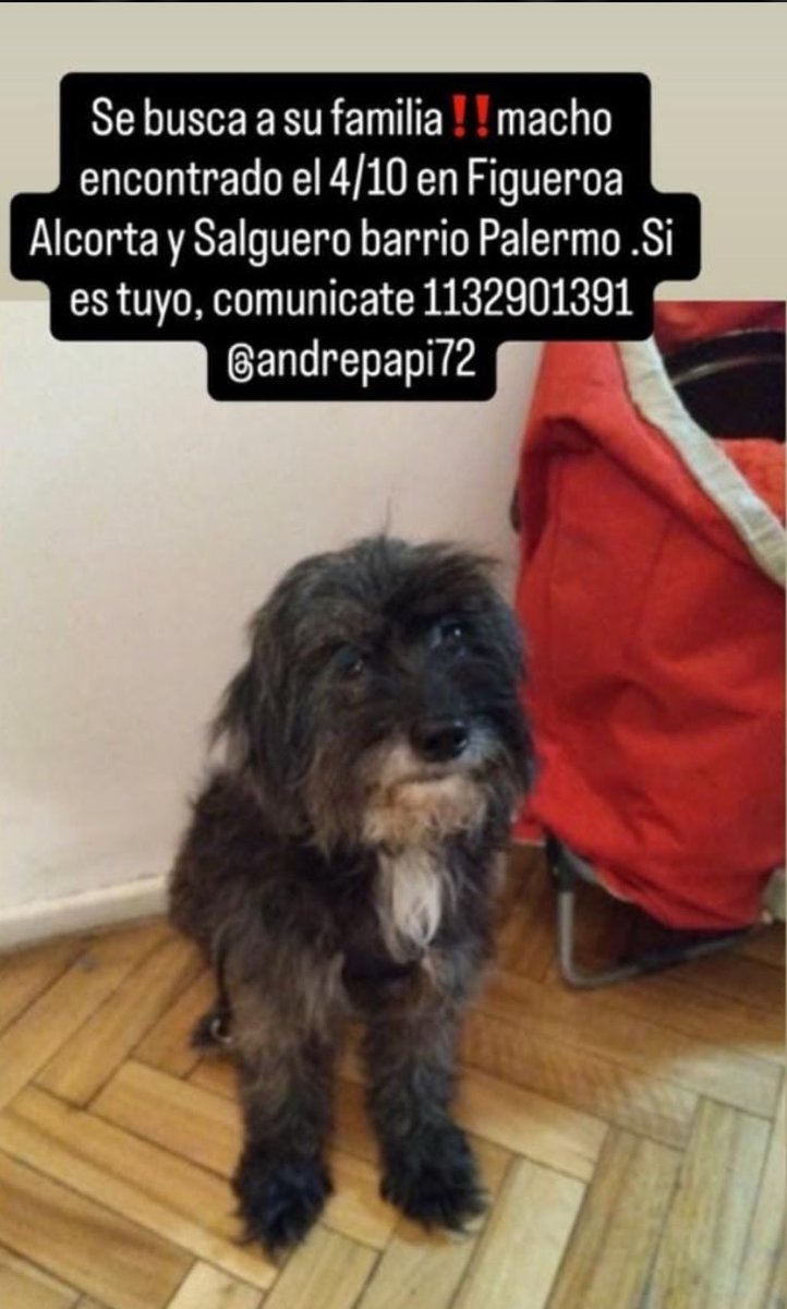 Ricdelsur's tweet photo. Se encontró este perrito en Av Liebertador y Salguero en Palermo por favor estás muy triste. 

Compartan ! https://t.co/qQTqs1WdlJ