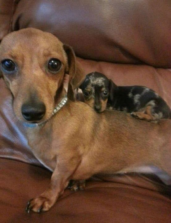 salsichinhas's tweet photo. AAAAAAAAAAAAAAAAA https://t.co/5ngNEA4EoI