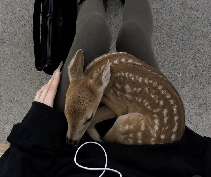 calmgloww's tweet photo. the sweetest little visitor https://t.co/QlFhWhIWL8