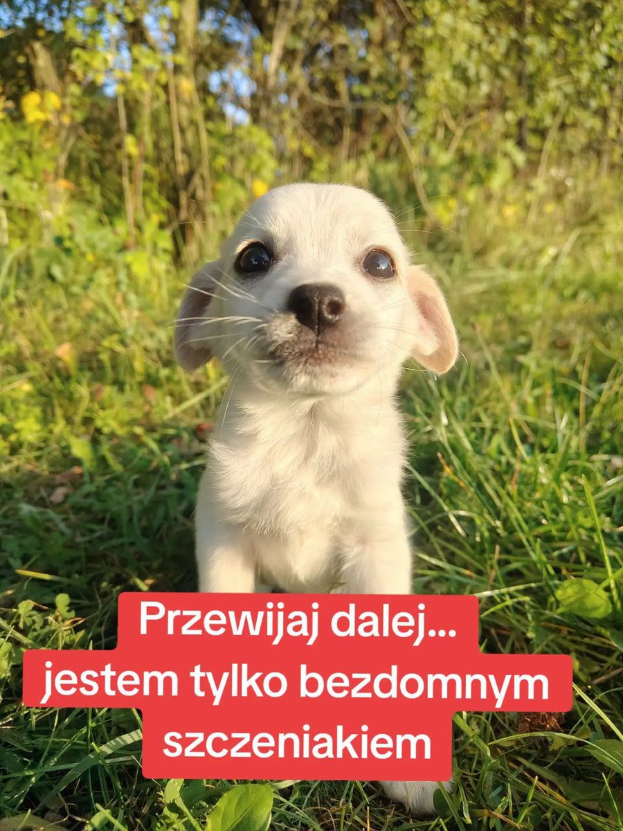 RobwalkaW's tweet photo. Budyń to jeszcze szczeniak i docelowo powinien wyrosnąć na średniawkę-około 13-14 kg ale to tylko nasze domniemania.
Jest delikatny w pierwszym kontakcie,ale bardzo szybko się otwiera i jak szczeniaka-trzeba wszystkiego nauczyć
przebywa w woj.lubelskim
fundacja4paws@gmail.com https://t.co/WjSKPkZF2n