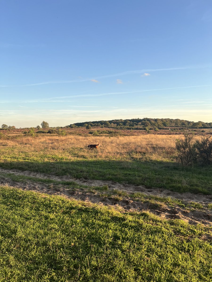 DarlettePAX's tweet photo. Laatste mooie uurtjes. https://t.co/Y1uh6Agd9X