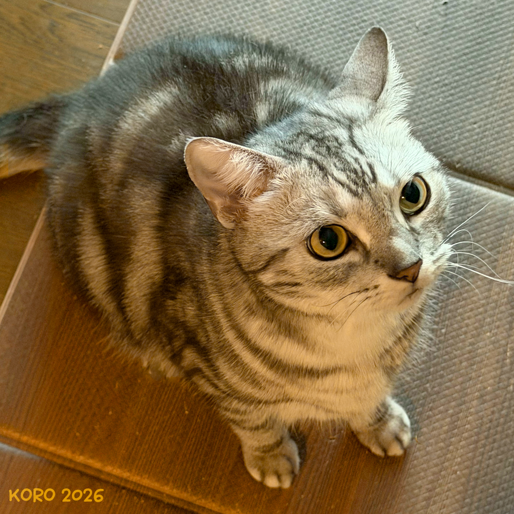 KOROandMARU's tweet photo. 🐈 KORO♂ (2026)  #アメショ 

猫のごはんを支度中
こうやって見上げて待つ顔がカワイイ😊

#猫 #猫のいる暮らし #ねこかわいいね https://t.co/PyUqHraCoA