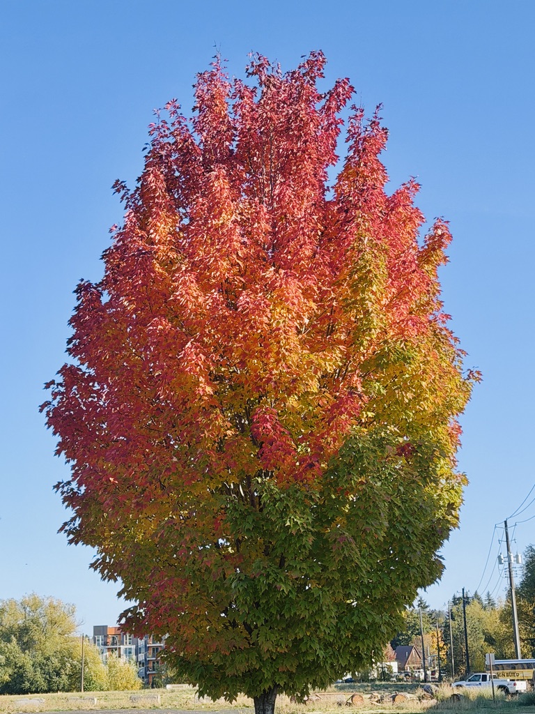 aidenanderson's tweet photo. October gradients. https://t.co/lankpA235Y