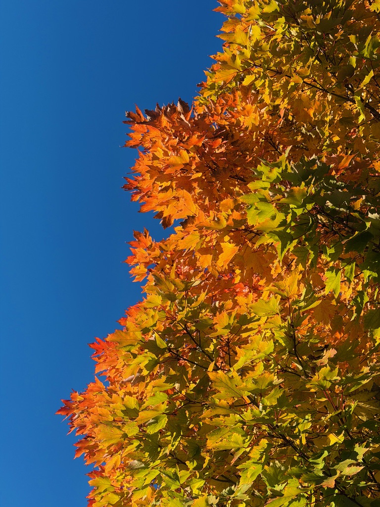 aidenanderson's tweet photo. October gradients. https://t.co/lankpA235Y
