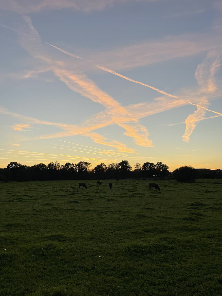 voshans's tweet photo. Grazen…
#Hoogland #Amersfoort #Netherlands
#Hamseweg
Maandag 5 oktober 2026, 19.17 uur
#fotografie #photography
#sunset #zonsondergang #afterglow
#landscape #landscapephotography
#natuur #nature #naturephotography
#koeien #cows #avondrood https://t.co/Tu9CmchV9L