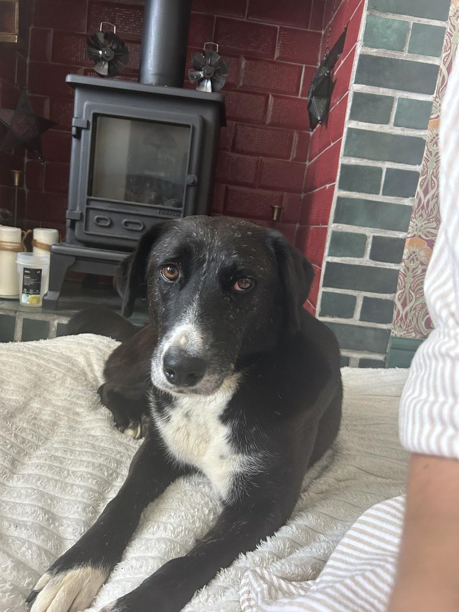 millypod1's tweet photo. 🆘4 OCT 2026 #Lost Annie #ScanMe
Cross Breed Female
#Helmshore #Stubbins #BB4
County #Rossendale #Lancashire
https://t.co/GolJo7Pi5O https://t.co/lHhfIhi574