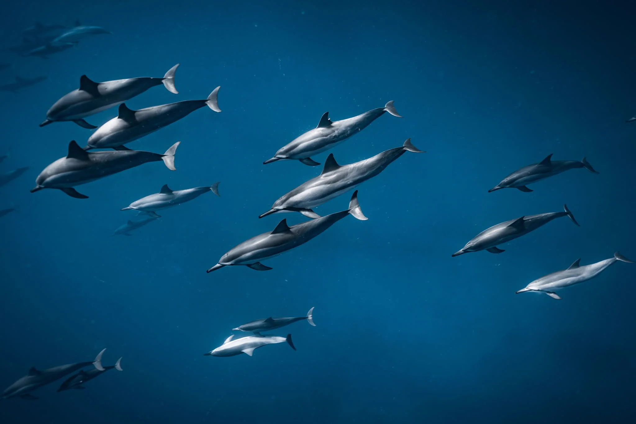 A large group of dolphins swim through clear dark blue water
