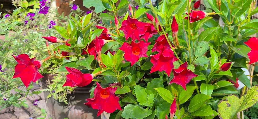 BeysDirk's tweet photo. Nazomer in de tuin. https://t.co/hPUinW7SjS