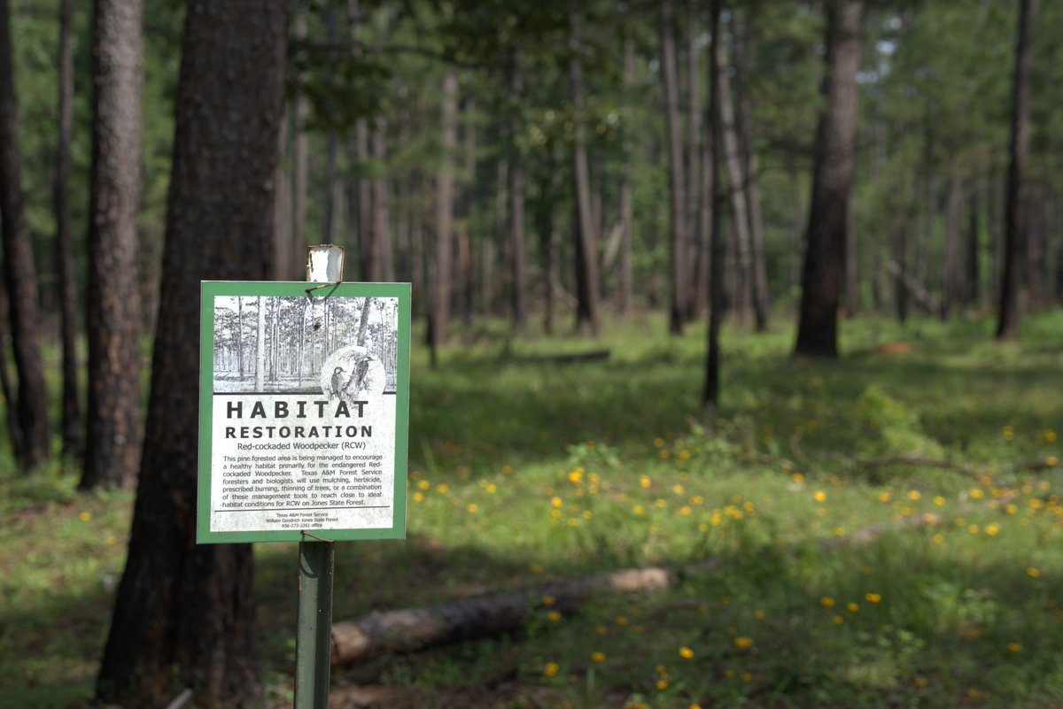 TXForestService's tweet photo. 🌳🦋 Today is World Habitat Day! Healthy, well-managed forests provide food, shelter and space for wildlife across Texas. Managing forests with the entire ecosystem in mind helps protect these habitats and keep them healthy for the future. https://t.co/hVtzW6KVPw