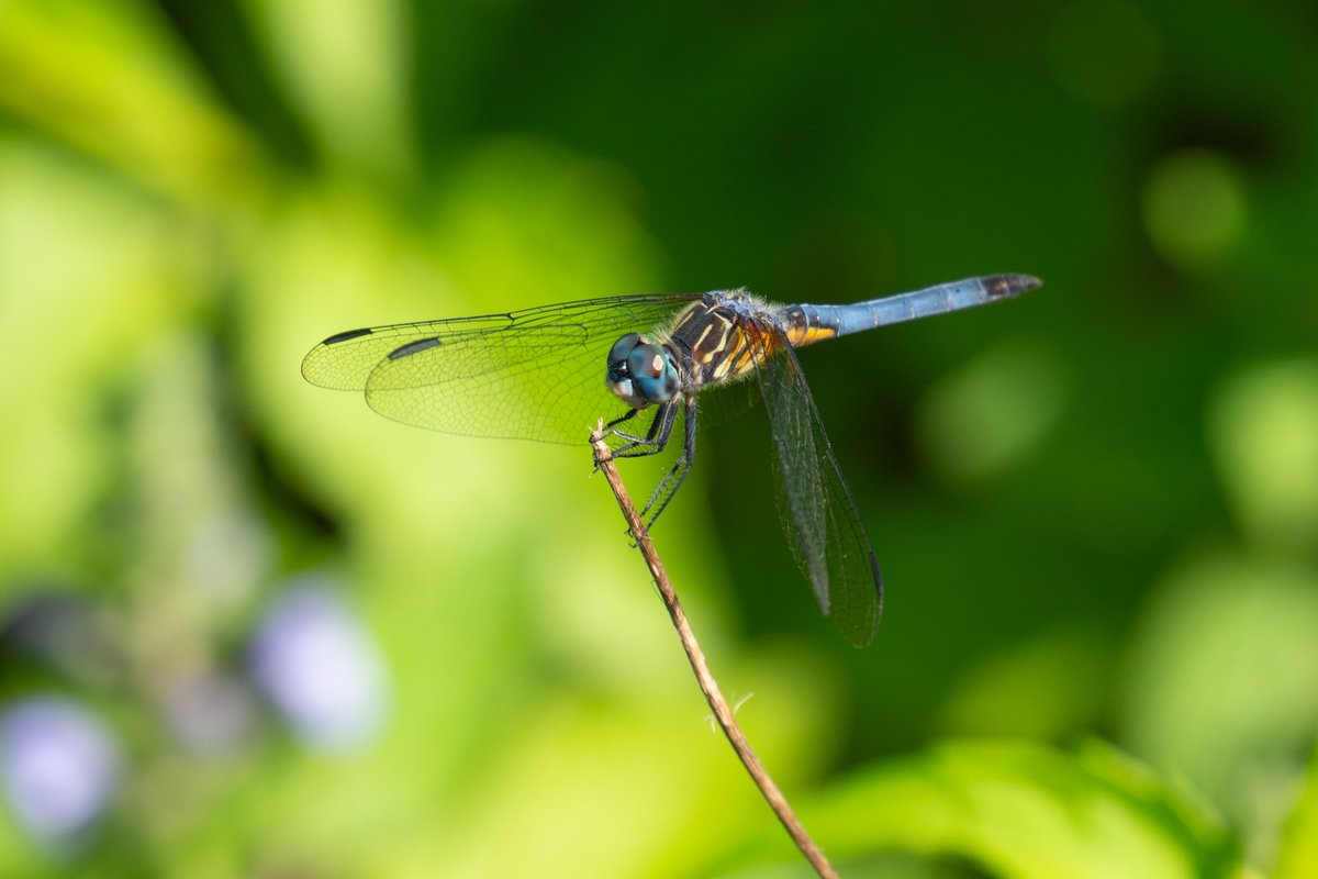 TXForestService's tweet photo. 🌳🦋 Today is World Habitat Day! Healthy, well-managed forests provide food, shelter and space for wildlife across Texas. Managing forests with the entire ecosystem in mind helps protect these habitats and keep them healthy for the future. https://t.co/hVtzW6KVPw