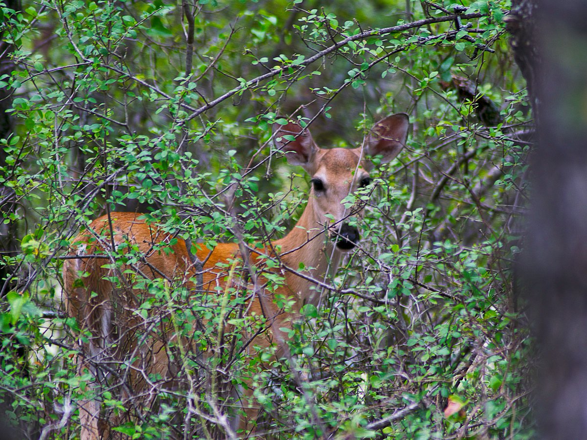 TXForestService's tweet photo. 🌳🦋 Today is World Habitat Day! Healthy, well-managed forests provide food, shelter and space for wildlife across Texas. Managing forests with the entire ecosystem in mind helps protect these habitats and keep them healthy for the future. https://t.co/hVtzW6KVPw