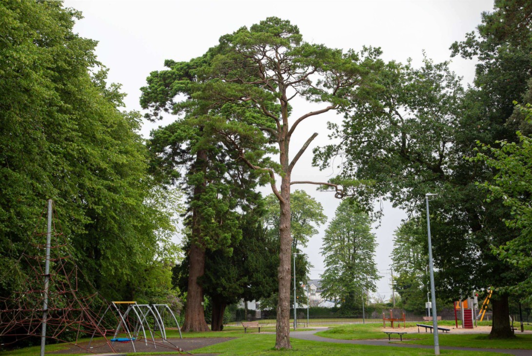 KildareCoCo's tweet photo. Opportunities are available to operate mobile concession units at parks in Naas, Athy, Leixlip, Kilcock and Maynooth. 

Apply by 12 noon on 2 November 2026 to parks@kildarecoco.ie by 12 noon on 2 November 2026.

For more details: https://t.co/TEnN5QHQsq

#Kildare #YourCouncil https://t.co/50ZxB5VZcJ