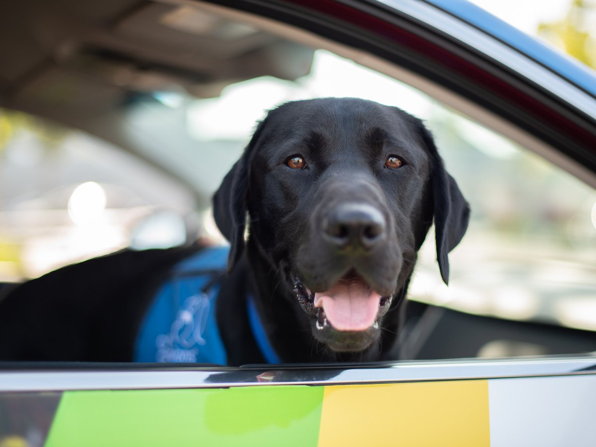 canineorg's tweet photo. 🫶 On #DoSomethingNiceDay, get rid of your unwanted car, motorcycle, boat and more FOR FREE and help provide #servicedogs to people with disabilities. 

🐕‍🦺 Get started: https://t.co/Yd9ujAxhAX

#Cartober2026 #car #motorcycle #boat #RV #donation #servicedog https://t.co/dUnDFro5uY