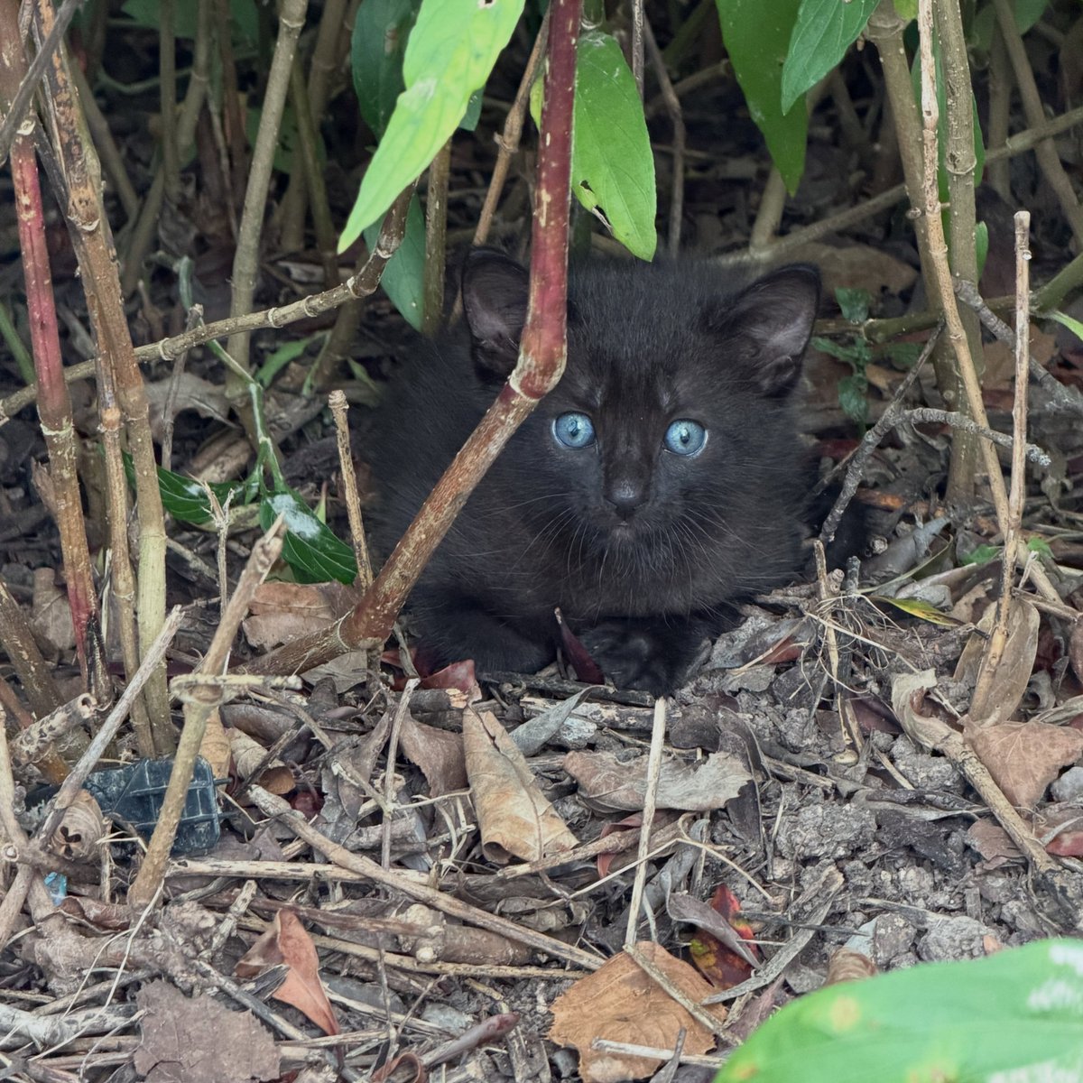Comatozzem0's tweet photo. Free kitten, about a month old. https://t.co/TbyMCXngWy