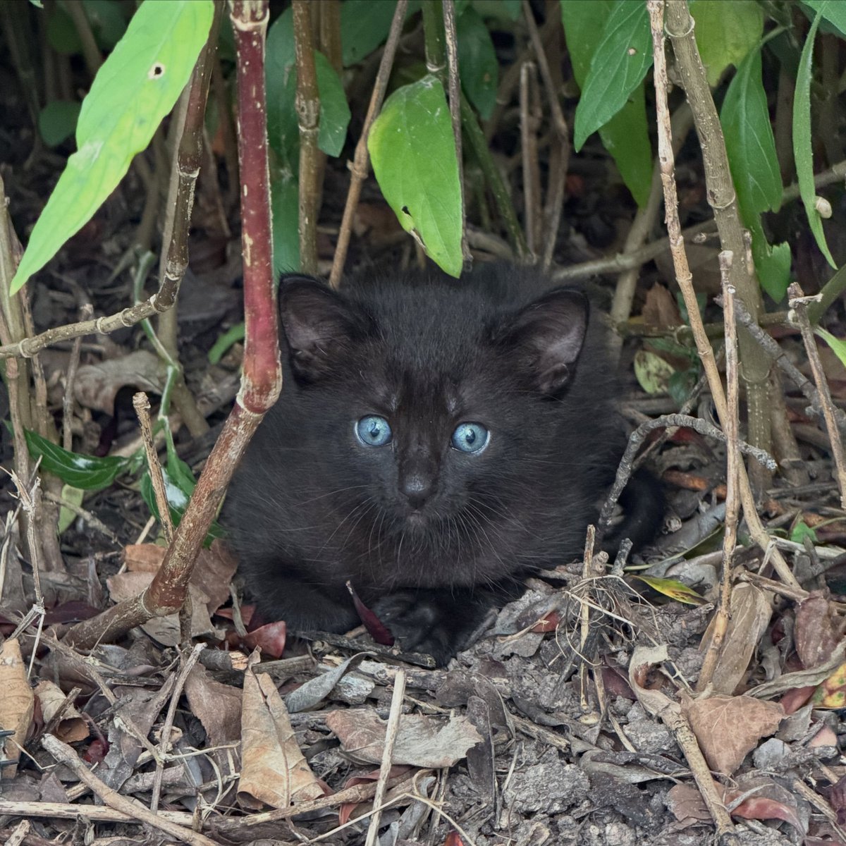 Comatozzem0's tweet photo. Free kitten, about a month old. https://t.co/TbyMCXngWy