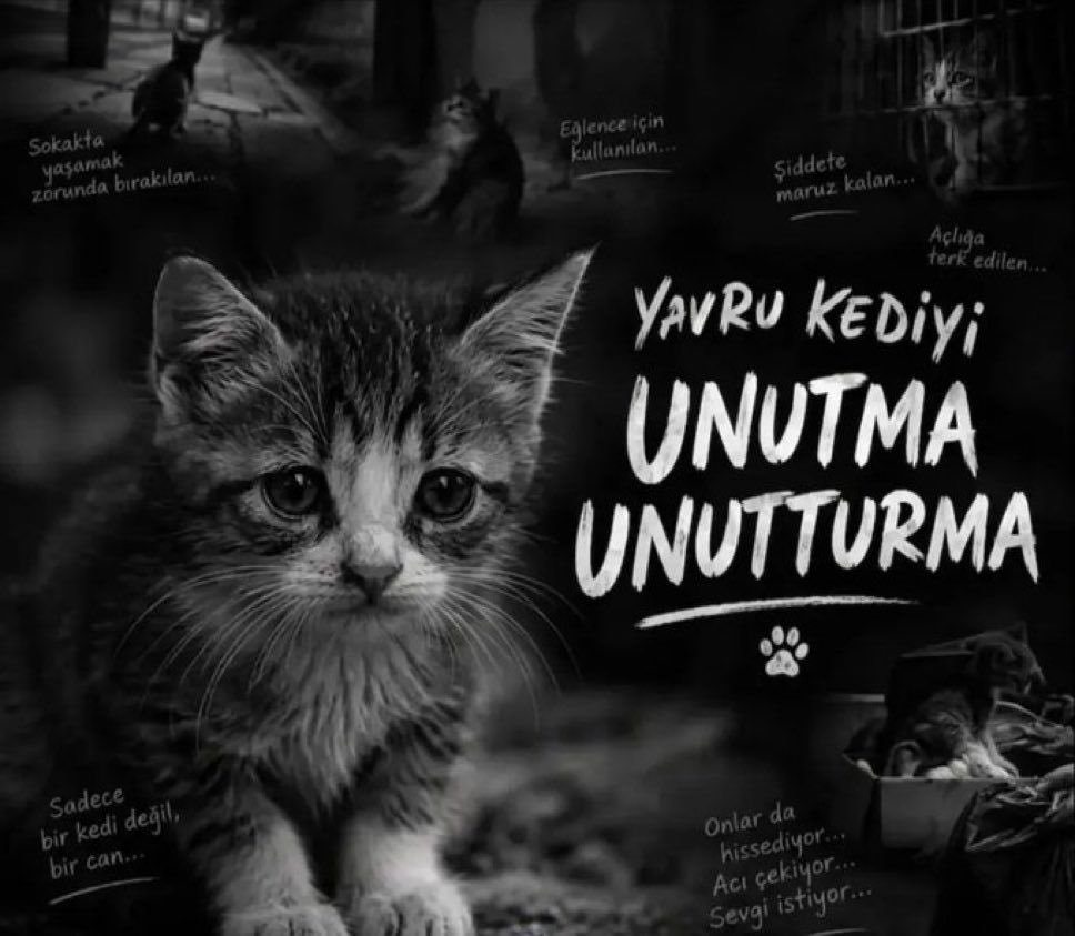 AliAydin77's tweet photo. 41 gün önce türlü acılar çekerek aramızdan koparılan yavru kedi bizler için bir vicdan yarası halini aldı. Biz onu unutmadık, bu kötülüğü yapanların adalete teslim olmalarını istiyoruz  #MinikKediyiUnutmadık https://t.co/ng7gOTfwCK