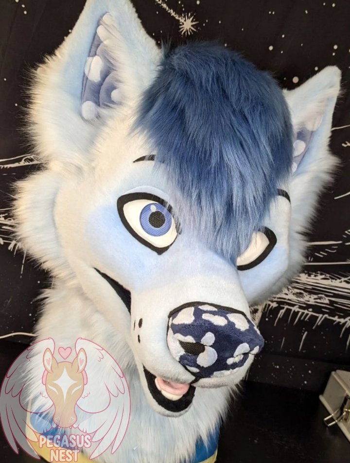pegasusnest's tweet photo. Say hello to Soren! This head is part of a fullsuit commission for a client that we finished recently, a total cutie patootie and a blast to make 🤍🩵🤍
#fursuit #fursuits #fursuiting #fursonalities #fursuitbuilding https://t.co/3NtYLZKZqS