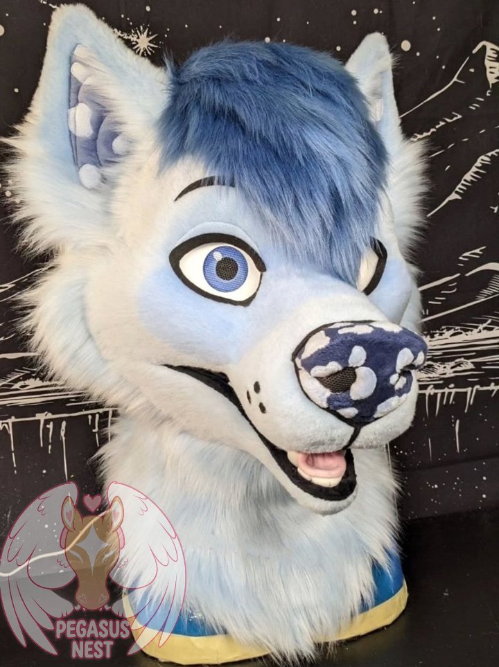 pegasusnest's tweet photo. Say hello to Soren! This head is part of a fullsuit commission for a client that we finished recently, a total cutie patootie and a blast to make 🤍🩵🤍
#fursuit #fursuits #fursuiting #fursonalities #fursuitbuilding https://t.co/3NtYLZKZqS