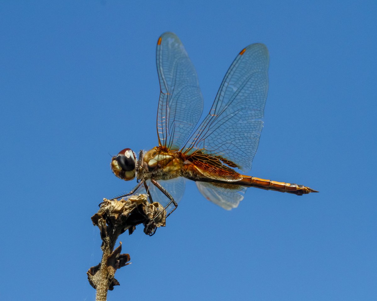 BackInTheYard's tweet photo. Here's a skyward shot of a striped saddlebags dragonfly (Tramea darwini) in our front yard garden! #dragonflies #Odonata #Illinois #nature #macro #photography #wildlifephotography #photographylovers https://t.co/QbEiF3nc5A