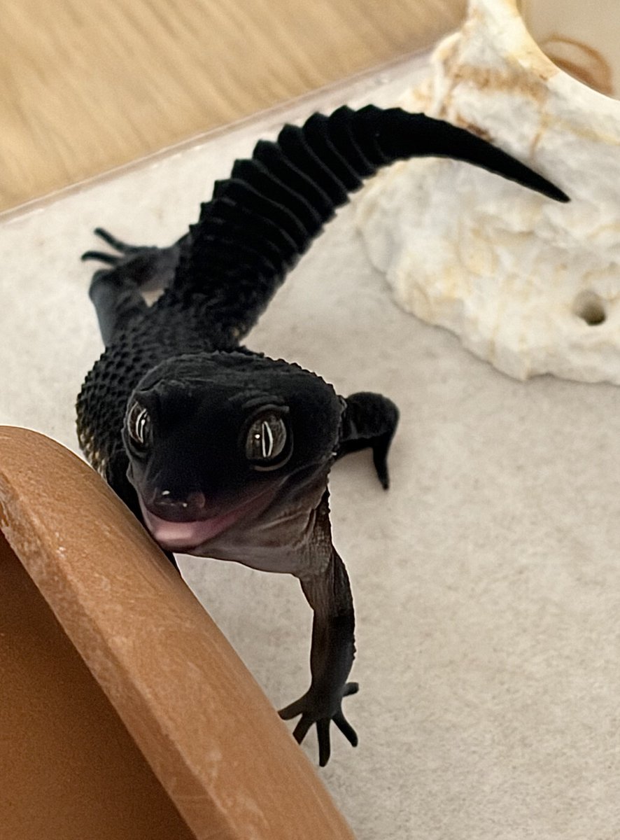 misonamegecko's tweet photo. かわいいお顔たくさん見せてくれて嬉し〜い🦎🖤 https://t.co/RezCN3rZiG