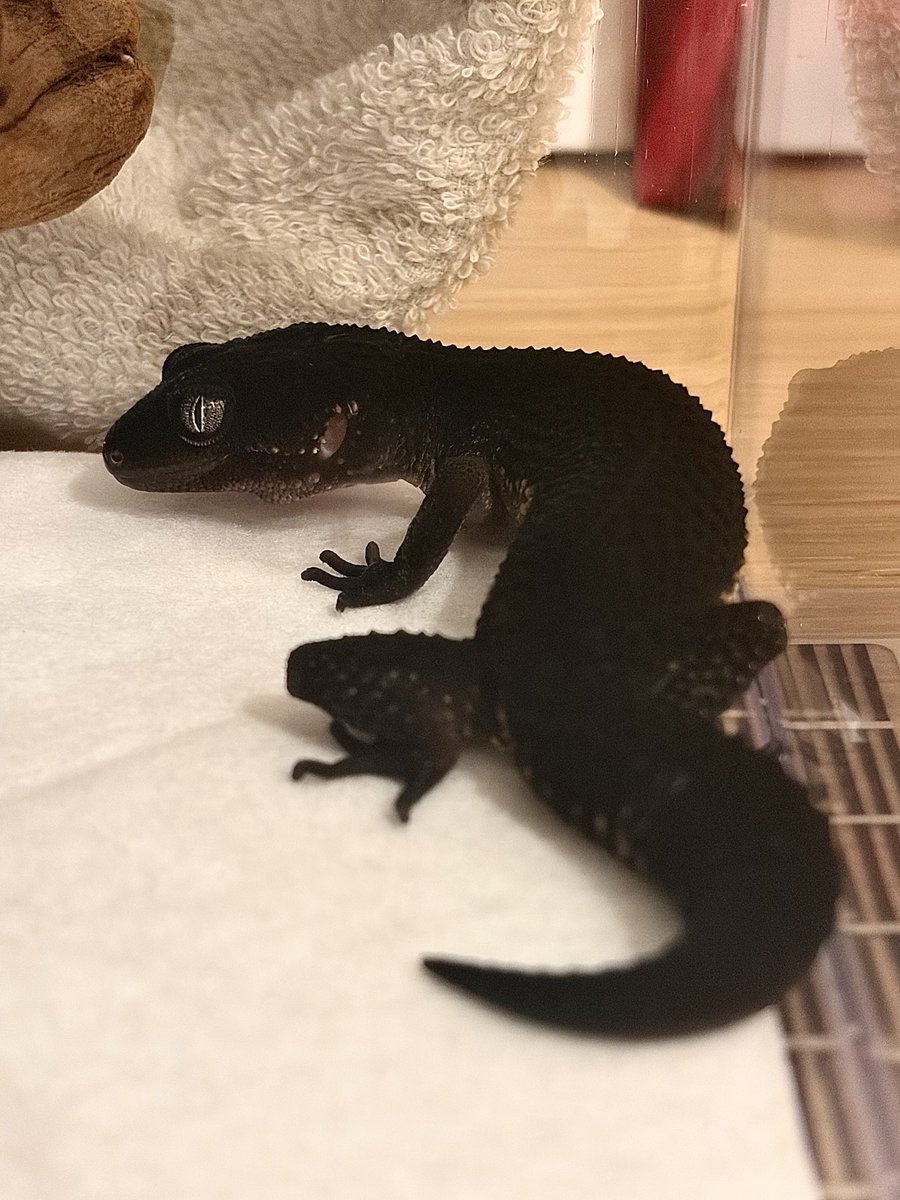 misonamegecko's tweet photo. かわいいお顔たくさん見せてくれて嬉し〜い🦎🖤 https://t.co/RezCN3rZiG