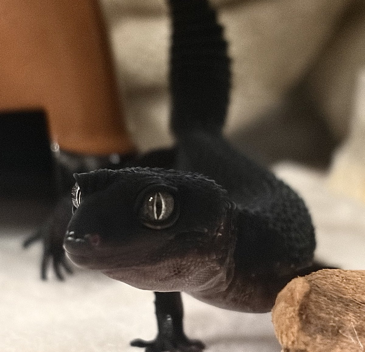 misonamegecko's tweet photo. かわいいお顔たくさん見せてくれて嬉し〜い🦎🖤 https://t.co/RezCN3rZiG