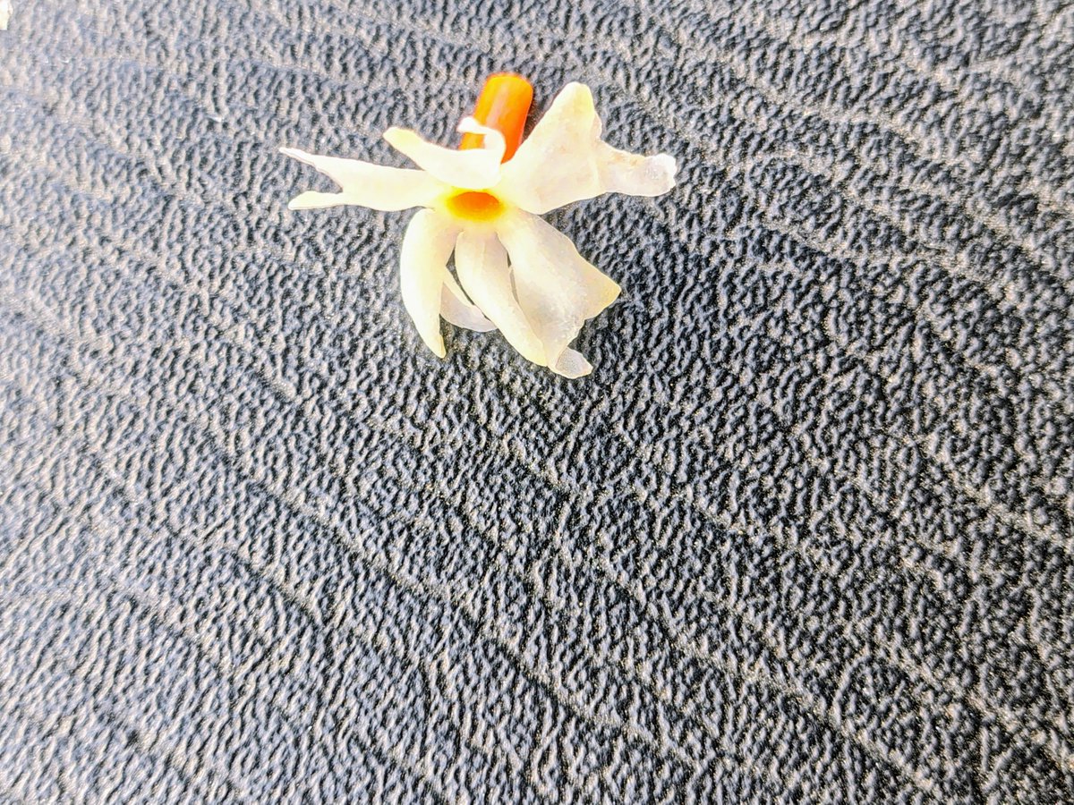 Kworldnature's tweet photo. “वह प्रेम जो मिलता  नहीं, पारिजात बनकर हर भोर झरता रहता है........... https://t.co/1oPmiPPHDL