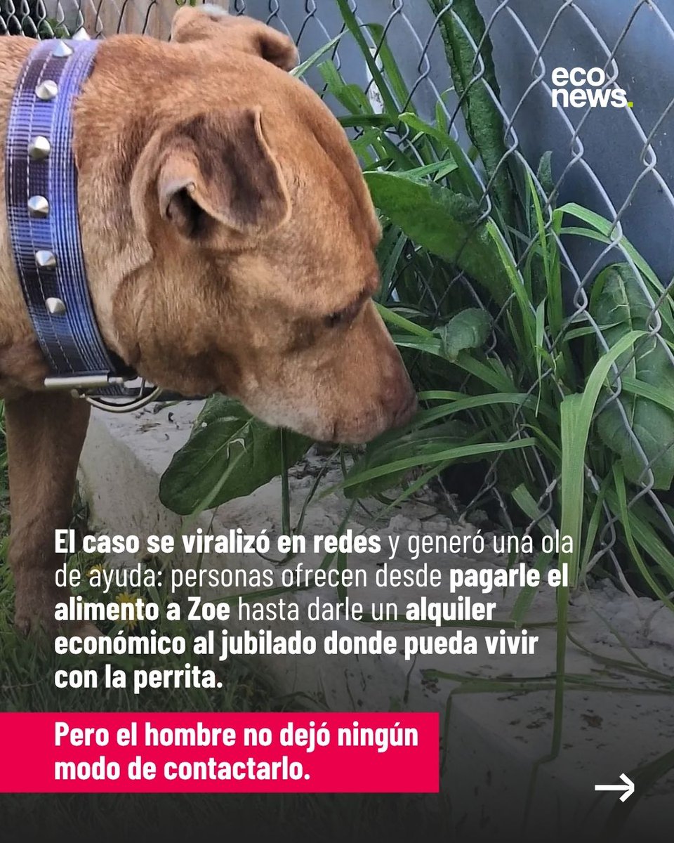 econewsES's tweet photo. 💔 “Me mudé a un monoambiente y el dueño no quiere perros. Espero que la cuiden, la amo muchísimo”.

🐶 Zoe, una perrita de más de 10 años, fue dejada en @refugioelcampito por su compañero, un jubilado que no podía afrontar sus gastos. La carta que dejó se viralizó y conmovió a las redes.

🏠 El refugio busca al hombre para ofrecerle ayuda y lograr que puedan volver a vivir juntos. Ya aparecieron propuestas para cubrir la alimentación de Zoe e incluso conseguirles un lugar donde vivir.