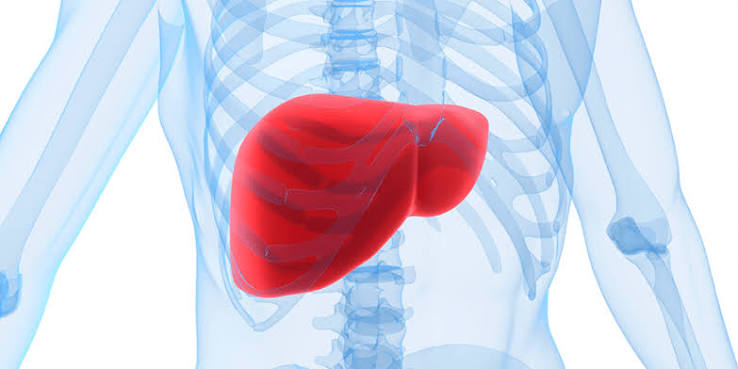 ScienceHaven's tweet photo. Your liver can regenerate from just 25% of its original tissue.

Cut out three-quarters of it and the remaining piece regrows to full size in weeks.

No other major organ in humans does this.

Your liver is the only part of you that can rebuild itself from almost nothing. https://t.co/PQ65b6yVId