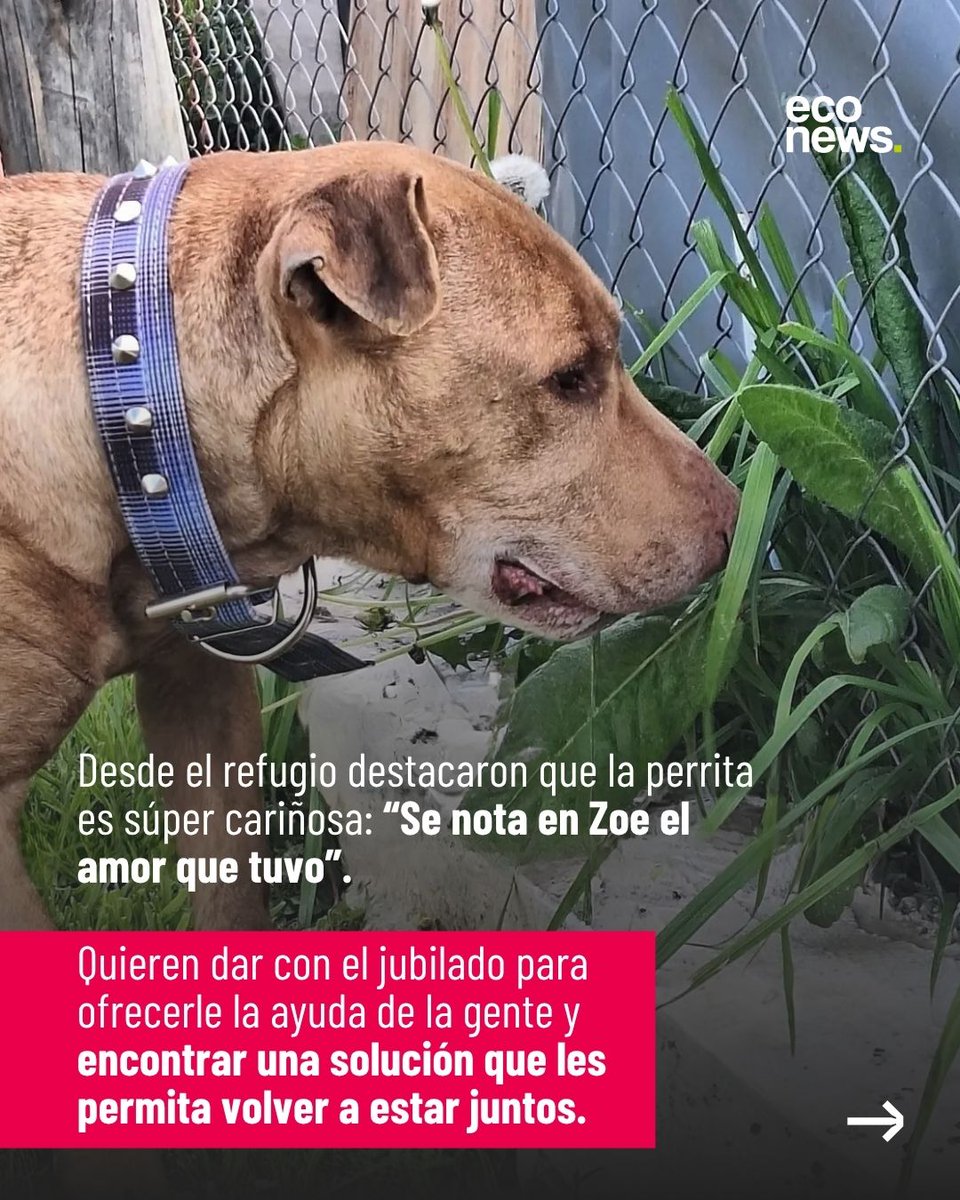econewsES's tweet photo. 💔 “Me mudé a un monoambiente y el dueño no quiere perros. Espero que la cuiden, la amo muchísimo”.

🐶 Zoe, una perrita de más de 10 años, fue dejada en @refugioelcampito por su compañero, un jubilado que no podía afrontar sus gastos. La carta que dejó se viralizó y conmovió a las redes.

🏠 El refugio busca al hombre para ofrecerle ayuda y lograr que puedan volver a vivir juntos. Ya aparecieron propuestas para cubrir la alimentación de Zoe e incluso conseguirles un lugar donde vivir.