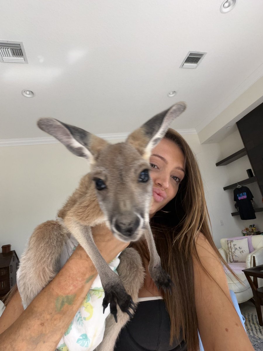 woahhvickyyy's tweet photo. 🦘 https://t.co/1vEnrPe7T3