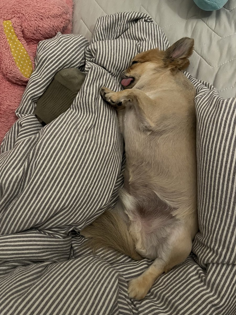 madylcai's tweet photo. 犬たらしめている https://t.co/BJ1FSUMRVy