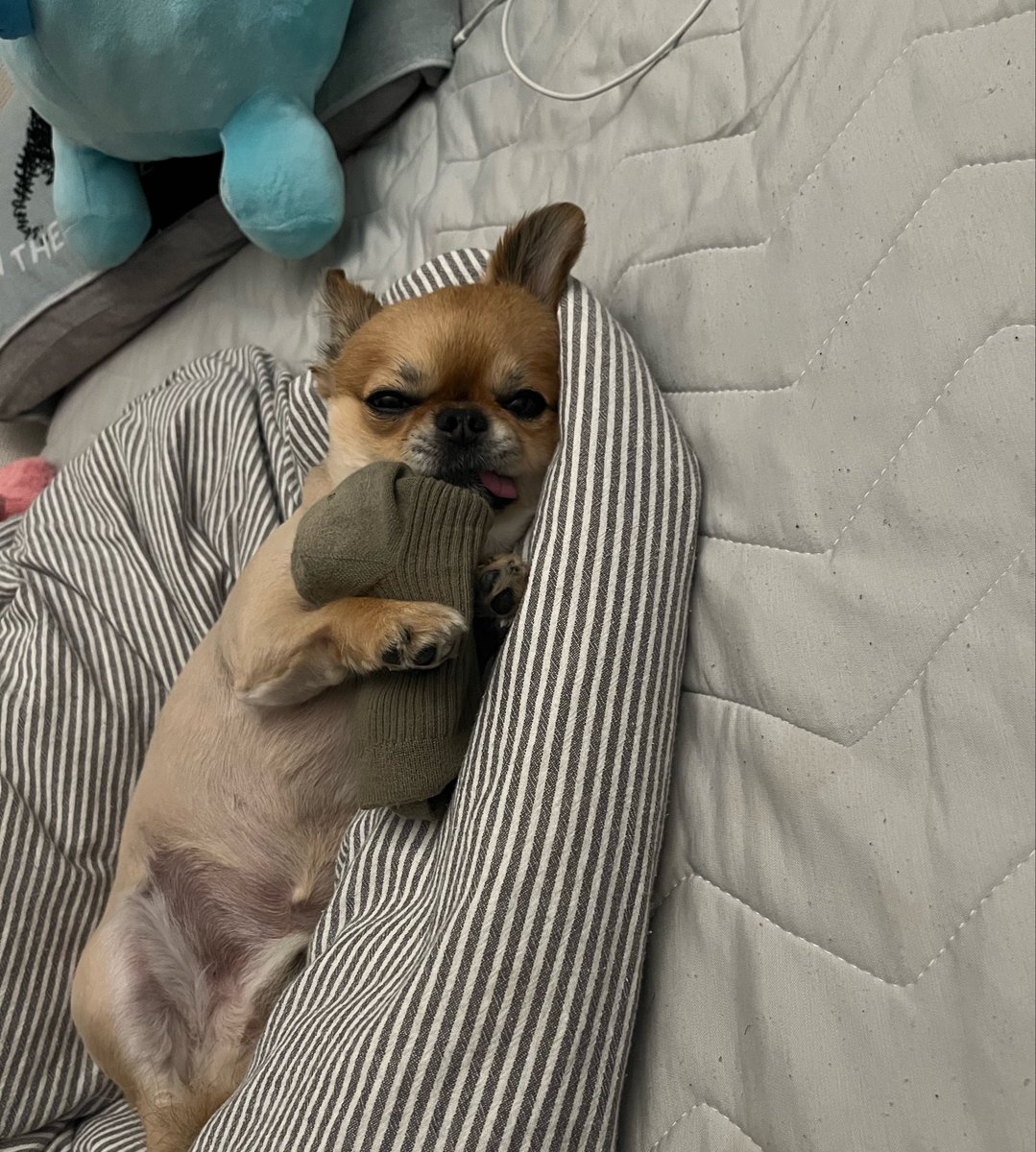 madylcai's tweet photo. 犬たらしめている https://t.co/BJ1FSUMRVy