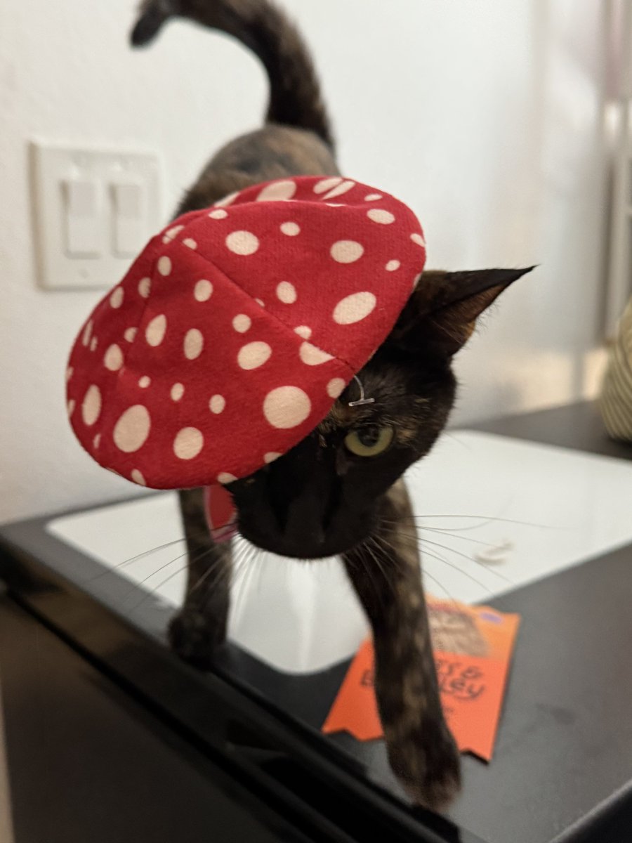 chorizorisotto's tweet photo. “are you wearing the-“

“the amanitas mushroom cap beret? yeah,, i am” https://t.co/yNUN7B6RdM