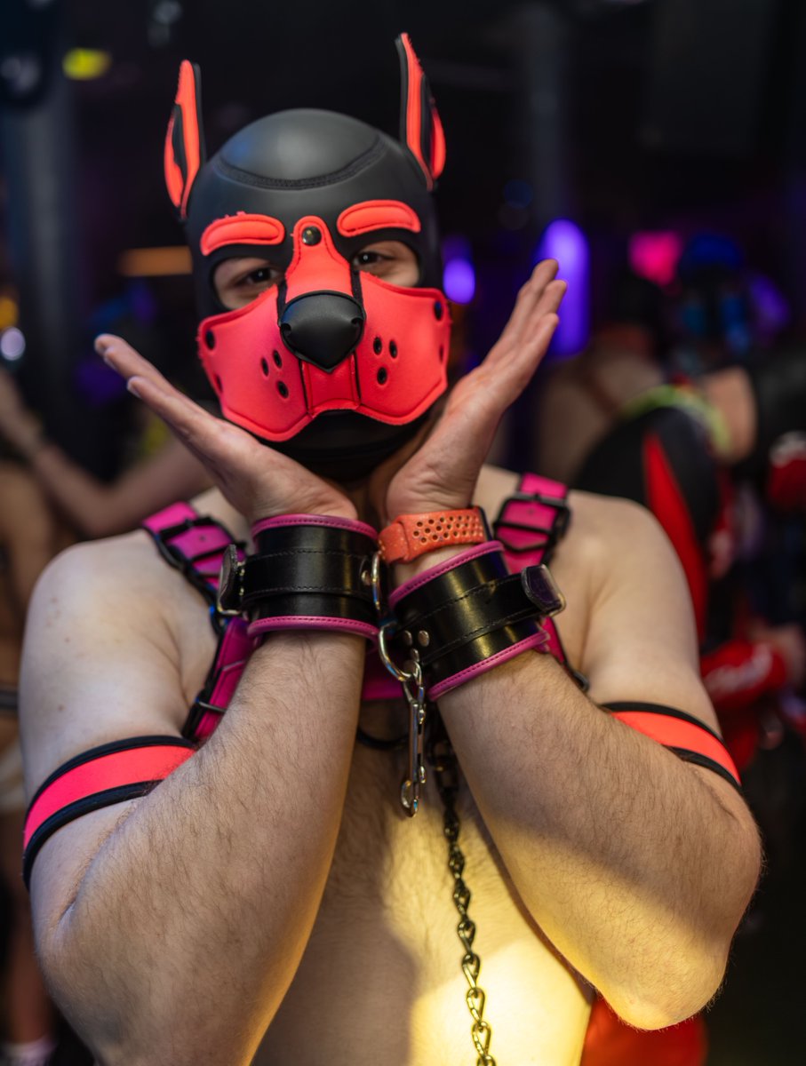 ClubAlert's tweet photo. WOW, these tickets are already flying! I think you're all ready for our doggy weekend...

Less than 2 weeks now, the timer begins! https://t.co/bmiuFjdaBt