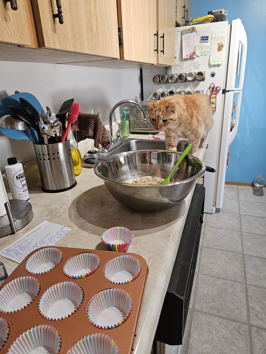 ninjacathockey's tweet photo. When your roommate wants to help make banana chocolate chip muffins #Feline #OrangeCat #FelineApproved https://t.co/OmTybeuWXg