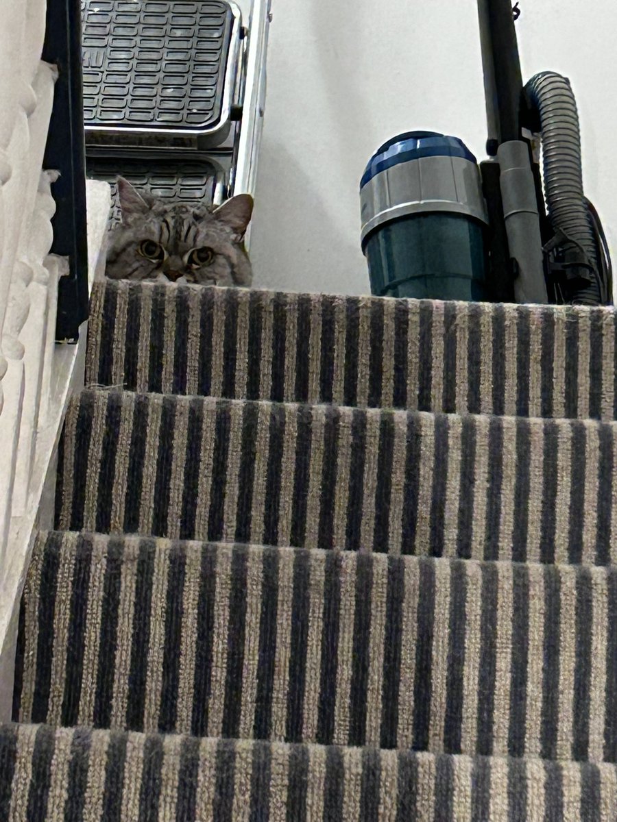 BLIXA_T's tweet photo. Not my cat at the top of my stairs. https://t.co/b54rTdmL04