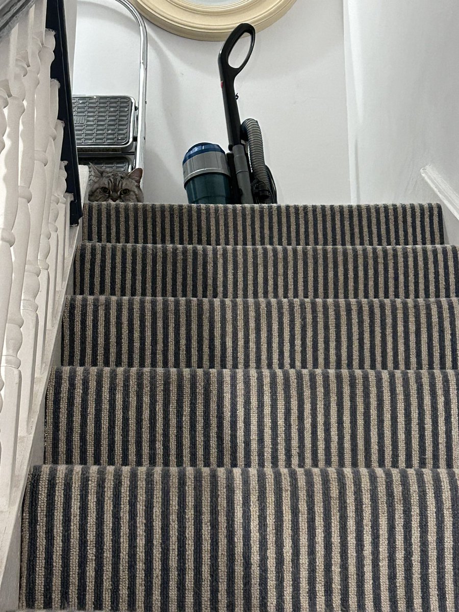 BLIXA_T's tweet photo. Not my cat at the top of my stairs. https://t.co/b54rTdmL04