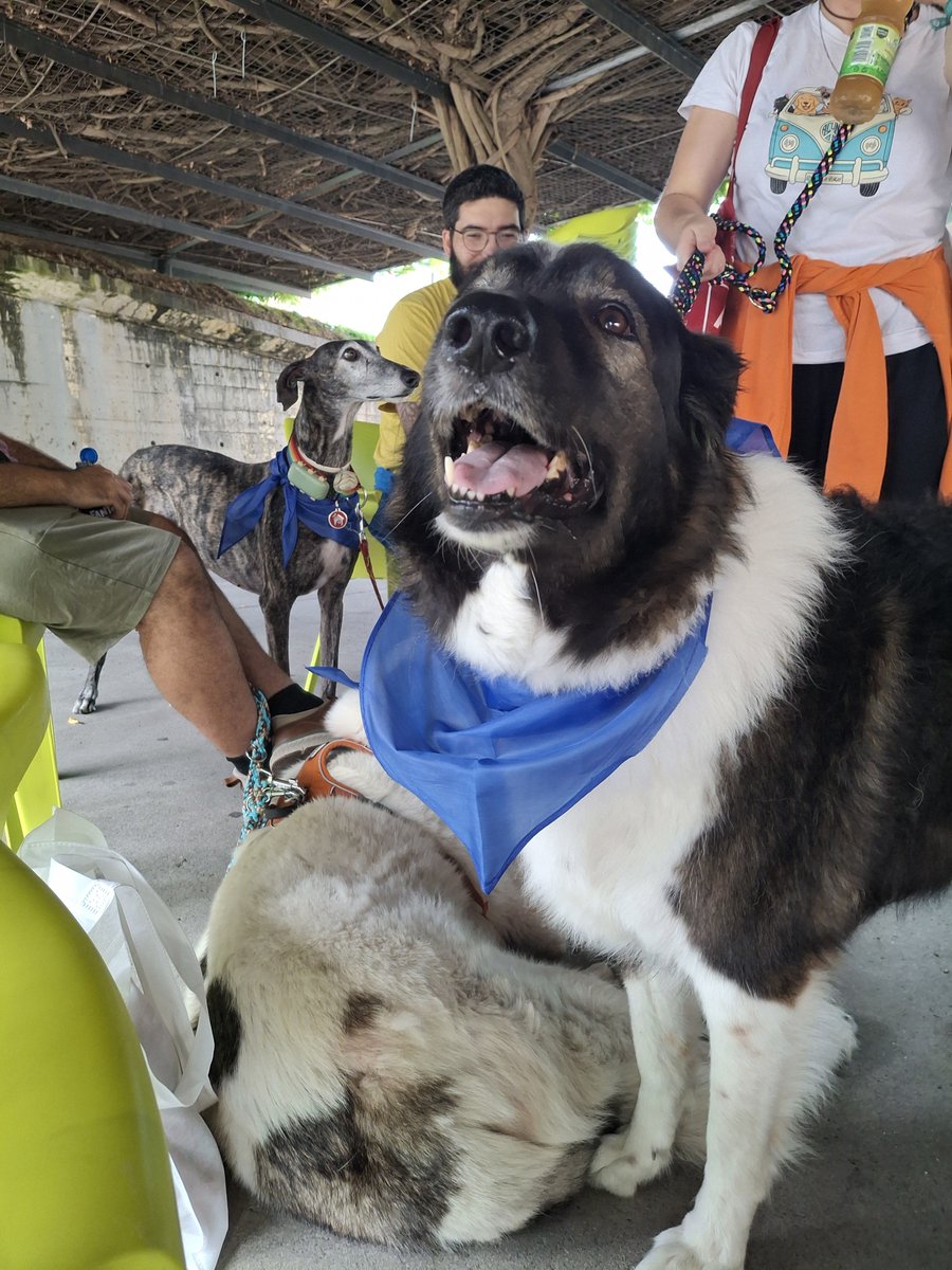 JoseFonollosa's tweet photo. Los fines de semana que paso con Rosi Legido son siempre tiempo de calidad.
Si encima nos juntamos un domingo por la mañana con @boticlopedia para hablar de #Piluca, lo humano y lo divino con los vecinos y amigos de Delirio Mostoles y con Suchi de anfitrion es ya inmejorable. https://t.co/FXvkMnXZ5V