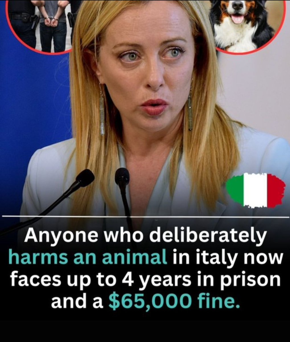joedelhi's tweet photo. 𝗜𝘁𝗮𝗹𝘆 𝘂𝗻𝗱𝗲𝗿 @GiorgiaMeloni
Anyone who deliberately harms an animal in Italy now faces up to 4 years in prison and a $ 65,000 fine

𝗜𝗻𝗱𝗶𝗮 𝘂𝗻𝗱𝗲𝗿 @narendramodi
Anyone who deliberately harms an animal in India faces a fine of mere Rs. 50 / $ 0.52 / € 0.46 / £ 0.39

We all know the camaraderie between the two heads of state, so we request @PMOIndia to pass the pending amendment to PCA ACT 1960 in Parliament of India languishing in the Parliament of India. (The Prevention of Cruelty to Animals Act, 1960)
